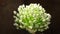 Onion flower. white onion flowers stalk, flowering onions, or alliums in the summer garden. Green onion. Traditional ingredients f
