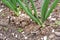 Onion garden field seed panted growing macro close up