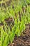 onion in the garden, vegetable in the ground ready for harvest