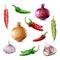 Onion, garlic, chili and jalapeno pepper watercolor set. Hand drawn realistic raw and dry spicy vegetable collection.