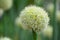 The onion genus Allium