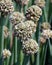 The onion genus Allium comprises monocotyledonous flowering plants