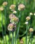 The onion genus Allium comprises monocotyledonous flowering plants