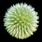 The onion genus Allium comprises monocotyledonous flowering plants