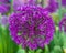 The onion genus Allium flowering plants