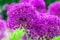 Onion genus Allium flowering plants. Globe-like flower-heads vibrant purple flower in full blossom. Violet and bright green colors