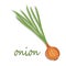 Onion. Green onion in the shape of a web icon vector color, new flat style.