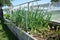 Onion growing in outdoor community vegetable garden