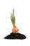 Onion growing on soil isolated