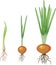 Onion growth stages