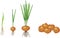 Onion growth stages