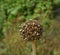 Onion inflorescence with ripening seeds