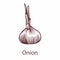 Onion isolated on white background. Detailed organic product sketch, fresh whole object engraving drawing, kitchen and