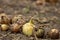 Onion among onions in crop field