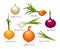 Onion organic vegetables types