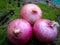 Onion, pink onion, fresh onion, photo of onion
