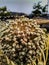 Onion plant , flower, seeds