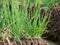 onion plant in garden, vegetables, vegetarian, agriculture