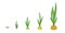 Onion plant. Growth stages. Ripening period. The life cycle of the shallot. Contour green line vector infographic