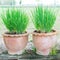 Onion Plant in Potted