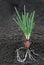 Onion plant with roots