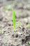 onion plantation in the vegetable garden