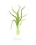 Onion plants. Bulbs harvest growth biology. Allium. Agriculture cultivated plant. Green leaves. Flat color Illustration clipart