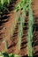 Onion Plants in the home Garden