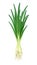 Onion. Ripe green vegetable. Vector illustration.