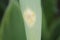 Onion rust Puccinia allii. Symptoms of fungal disease of onion in form of yellow spots on leaf