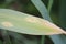 Onion rust Puccinia allii. Symptoms of fungal disease of onion in form of yellow spots on leaf