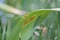 Onion rust Puccinia allii. Symptoms of fungal disease of onion in form of yellow spots on leaf