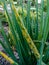 Onion rust. rust on onion stems