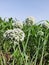 It is an onion seed flowers