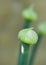 Onion seed head