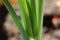 Onion stalk close-up. Background texture.