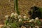 Onion-stalk parasol mshrooms in the forest