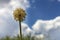 Onion stalk with yellow flowers of seeds against the blue sky.