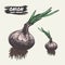 Onion vector drawing. Isolated hand drawn object. Vegetable engraved style illustration. Detailed vegetarian food sketch. Farm