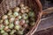 Onions in the basket. Gathering your harvest. Drying of onions. A lot of vegetables.