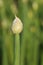 Onions blooming in the garden in summer