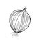 Onions bulb. Half. Black and white contour sketch. Hand drawn vegetable. Natural organic spice isolated on white