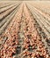 Onions dug up and wind rowed in an Oregon farm field.