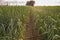 Onions field for dehydrated food industry at sunset