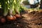 Onions growing in the garden. Concept of growing vegetables.