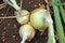 Onions growing in soil