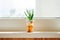 Onions grows in a transparent plastic glass against the background of the city on the windowsill