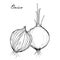 Onions. Half and a whole. Black and white contour sketch. Kitchen wall print. Hand drawn vegetable. Natural organic