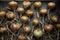 Onions harvested in autumn and laid out to dry,