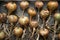 Onions harvested in autumn and laid out to dry,